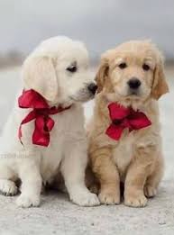 Epingle Par Fidji77 Sur Golden Retriever Animaux Adorables Animaux Bebes Animaux