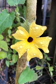 Image result for Thunbergia stelligera