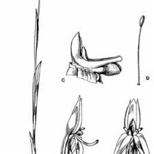 Image result for Platycoryne crocea