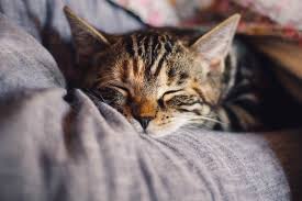 It started as a day to raise awareness for cats and learn about different ways to help and protect them. International Cat Day Around The World In 2021 There Is A Day For That
