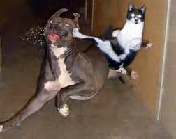 En Komik 16 Kedi Fotografi Onedio Com