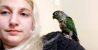 LOST GREEN CHEEK CONURE NAME: CHICA JULY 21ST 2024 6TH AVE PITTSBURGH,  Allegheny County, PA 15229 "My greencheek conure escaped this evening. Very  tame and sweet. Her name is Chica, she loves
