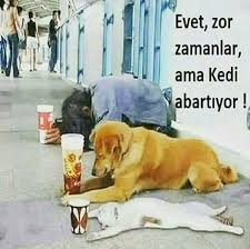 Hayvan Sahiplenme Ve Sahiplendirme Kayseri Home Facebook