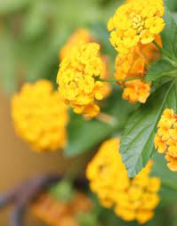 The Patio Late August Cozy Little House Lantana Flower Lantana Petunia Flower