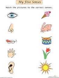 My Five Senses Match Up Worksheet Education Com Senses Preschool My Five Senses Five Senses Preschool