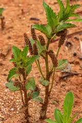 Image result for Acalypha bipartita