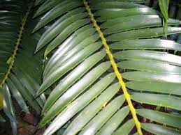 Image result for Encephalartos lebomboensis