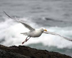 Five Seagulls Kus