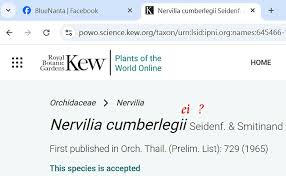 Image result for Nervilia petraea