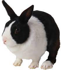 Tubes Png Lapins Black And White Rabbit Pet Rabbit Care Cute Bunny Pictures