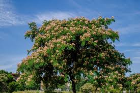 Image result for Albizia schimperiana