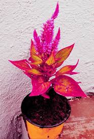 Image result for Senecio lewallei