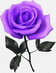 Check spelling or type a new query. Garden Roses Still Life Bunga Mawar Merah Muda Mawar Ungu Biru Floribunda Png Pngwing