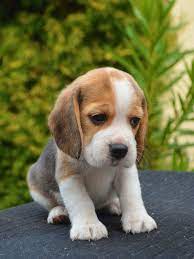 Buy A Beagle Puppy At A Great Price In 2020 Very Cute Dogs Cute Beagles Beagle Puppy