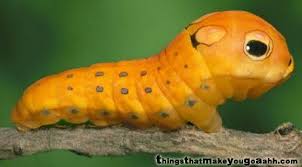 For modern anime , i will have to go with the eye designs in gochiusa. A Lot Of Caterpillars Moths And Butterflies Have Eyespots To Mimic Larger Animals And Scare Off Predators This Little Fellow Is The First Cat Bugs Anima