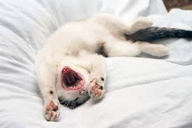 If your kitten or young cat puts up a fight and won't allow you to brush her teeth, speak with your veterinarian. Kitten Dental Care 101 Petbarn