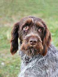 Image result for český fousek stavba těla