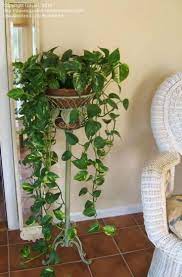 Hugedomains Com Plant Stand Indoor Indoor Plants Hanging Plants