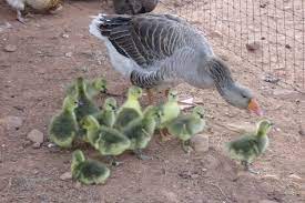 It is considered a heavy race. 10 French Toulouse Geese Ideas Toulouse Goose French