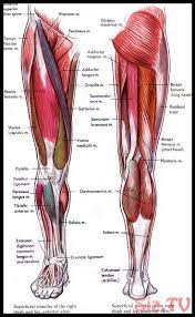 Muscles of the posterior compartment of the leg. Diagramme Zur Menschlichen Anatomie Und Physiologie Beinmuskeldiagramm Anato Diagramme Zu Leg Muscles Anatomy Leg Muscles Diagram Human Anatomy And Physiology