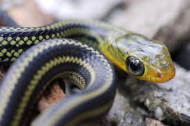 Big Eye Rat Snake Ptyas Dhumnades Commonly Referred To As Big Eye Rat Snake Ptyas Dhumnades Colubridae Native To Rat Snake Snake Black And Yellow Snake