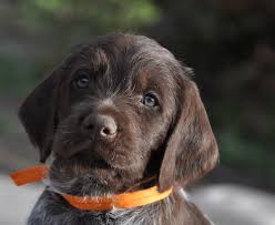 There are no wirehaired pointing griffon puppy announcements currently. Wirehaired Pointing Griffon Puppies For Sale Petfinder