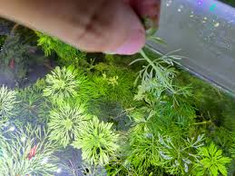 Image result for Limnophila