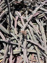 Image result for Cissus humbertii