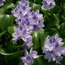 Water Hyacinth Floating Pond Plant Plants For Ponds Water Gardens Floating Pond Plants Hyacinth Plant Water Hyacinth