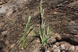 Image result for Anthephora cristata