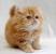 Doll Face Orange Persian Cat