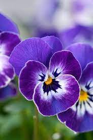 What Your Birth Flower Says About Your Personality Birth Flowers February Birth Flowers Pansies Flowers