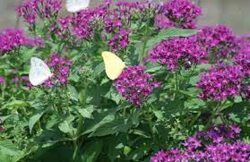 Image result for Pentas micrantha