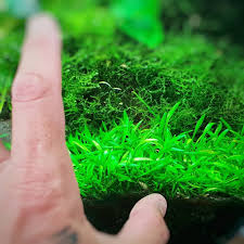 It comes from the genus 'cryptocoryne' and it is notable for its wide variety which comprises of diverse species of different. Oliver Knott Ok Aqua Cryptocoryne Parva Invitro By Anubiasaquaticplants Freshwater Aquarium Plants Planted Aquarium Plants