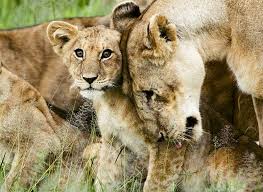 6 Animal Species With Strong Family Bonds Baby Animals Animals Wild Animals