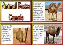 How do camels adapt to their environment? 13 Diorama Project Ideas Diorama Desert Diorama Desert Animals