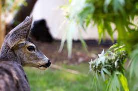 Since hemp is a new commodity, pest challenges are still being observed and monitored. Protecting Marijuana Plants From Animal Pests Ultimate Guide Ilgm