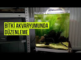 Yosun Dusmani Bitki Tilki Kuyrugu Ceratophyllum Demersum Youtube