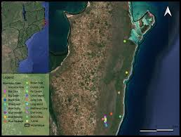 Image result for Bauhinia burrowsii