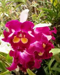 Изучайте релизы queen omega на discogs. Floofy Catts In Bloom Page 34 Beautiful Orchids Beautiful Flowers Orchids