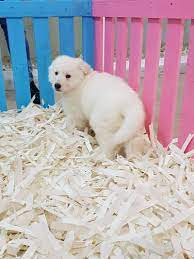 1 kedi 1 kopek sahiplendirme ilanlari kopek kediler ve yavrulari yavru kopek