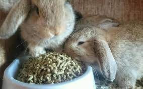 1945 posts another vote for the it depends on the bun, not the breed opinion. The Difference Between Netherland Dwarf Rabbit Mini Lop