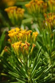 Image result for Senecio barbertonicus