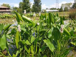 Image result for Pontederia