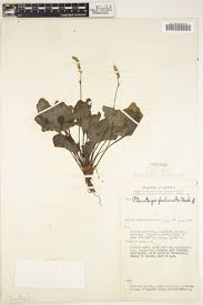 Image result for Plantago palmata