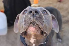 Mira mesa animal urgent care providing exceptional care when your pet needs it! Animal Urgent Care Book Online Urgent Care In Escondido Ca 92025 Solv