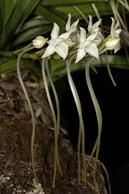 Image result for Tridactyle bicaudata