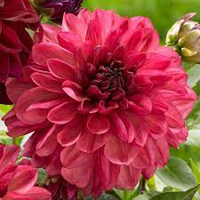Dahlia Bacardi From Longfield Gardens All Dahlias Are Great For Bouquets But Dahlia Bacardi Is A Favorite Because It Mixes Flower Farmer Flower Farm Plants
