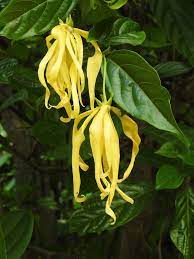 Ylang Ylang Flowers Used In Making Perfume Canaga Odorata Photo David Clode Fragrant Flowers Tropical Flowers Flowers Photography