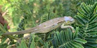 Image result for Oxygonum buchananii